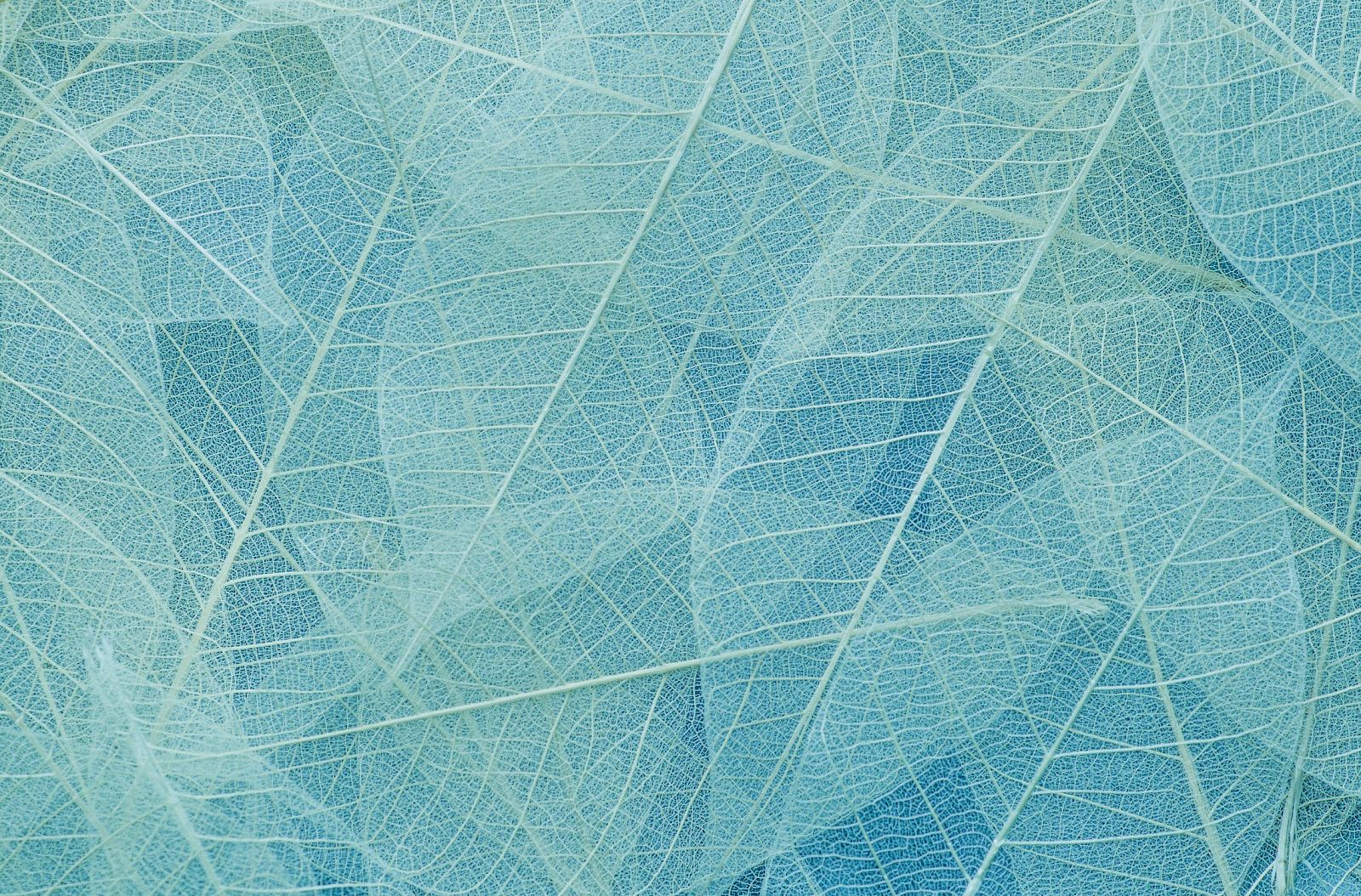 The image shows a patterned arrangement of translucent leaves in shades of blue, showcasing the delicate vein structures of each leaf.