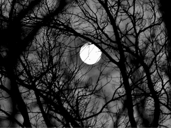 A bright full moon glows behind bare, silhouetted tree branches at night.